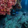 SSI Open Water Diver - Макс опыт - OWDC + 2 специальности